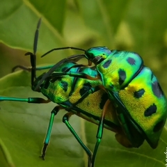Chrysocoris