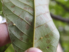 Caryomyia eumaris