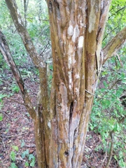 Haematoxylum brasiletto