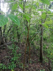 Handroanthus impetiginosus