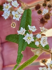 Commersonia dasyphylla