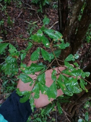 Haematoxylum brasiletto