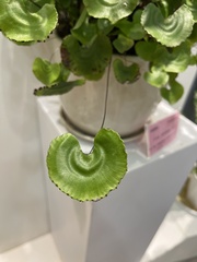 Adiantum nelumboides