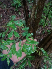Haematoxylum brasiletto