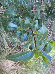 Hedycarya angustifolia