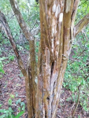 Haematoxylum brasiletto