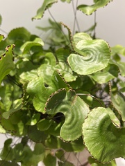 Adiantum nelumboides