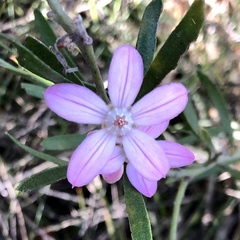 Eriostemon australasius