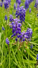 Muscari