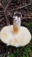 Russula fragilis