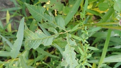 Bidens vulgata