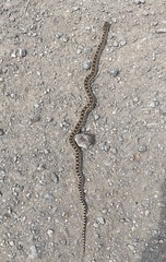 Pituophis catenifer catenifer