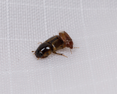 Aphodiinae