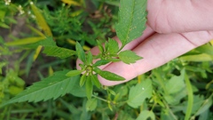 Bidens vulgata