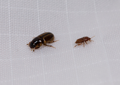 Aphodiinae