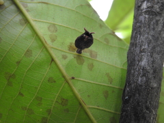 Phylloxera caryaegummosa