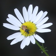 Pseudovadonia livida