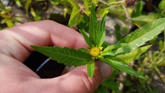 Bidens comosa