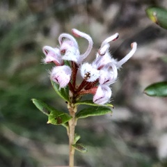 Grevillea