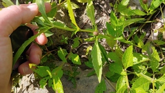 Bidens comosa