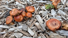 Leratiomyces ceres