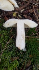 Russula fragilis