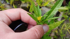 Bidens comosa