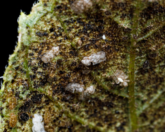 Tingidae