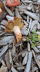 Leratiomyces ceres