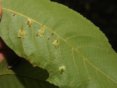 Caryomyia stellata