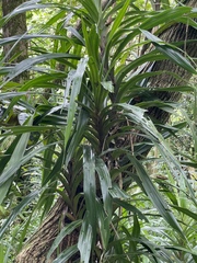 Freycinetia arborea