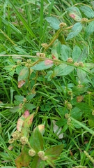 Euphorbia hirta