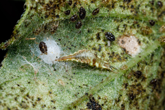Chrysopidae