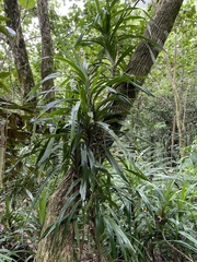 Freycinetia arborea