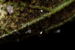 Chrysomelidae