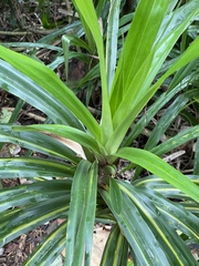 Freycinetia arborea