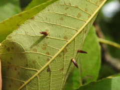 Caryomyia subulata