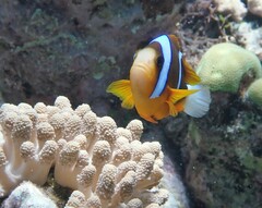 Amphiprion
