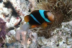 Amphiprion