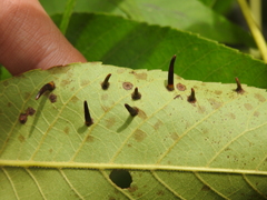 Caryomyia subulata