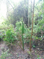 Acanthocereus tetragonus