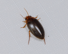 Copelatus chevrolati