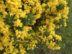 Genista