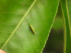 Phylloxera caryaevenae