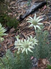 Actinotus helianthi