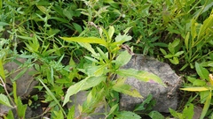 Bidens comosa