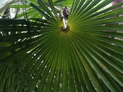 Coccothrinax