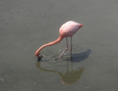 Phoenicopterus ruber