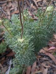Actinotus helianthi