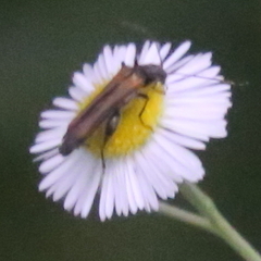 Oedemera femorata